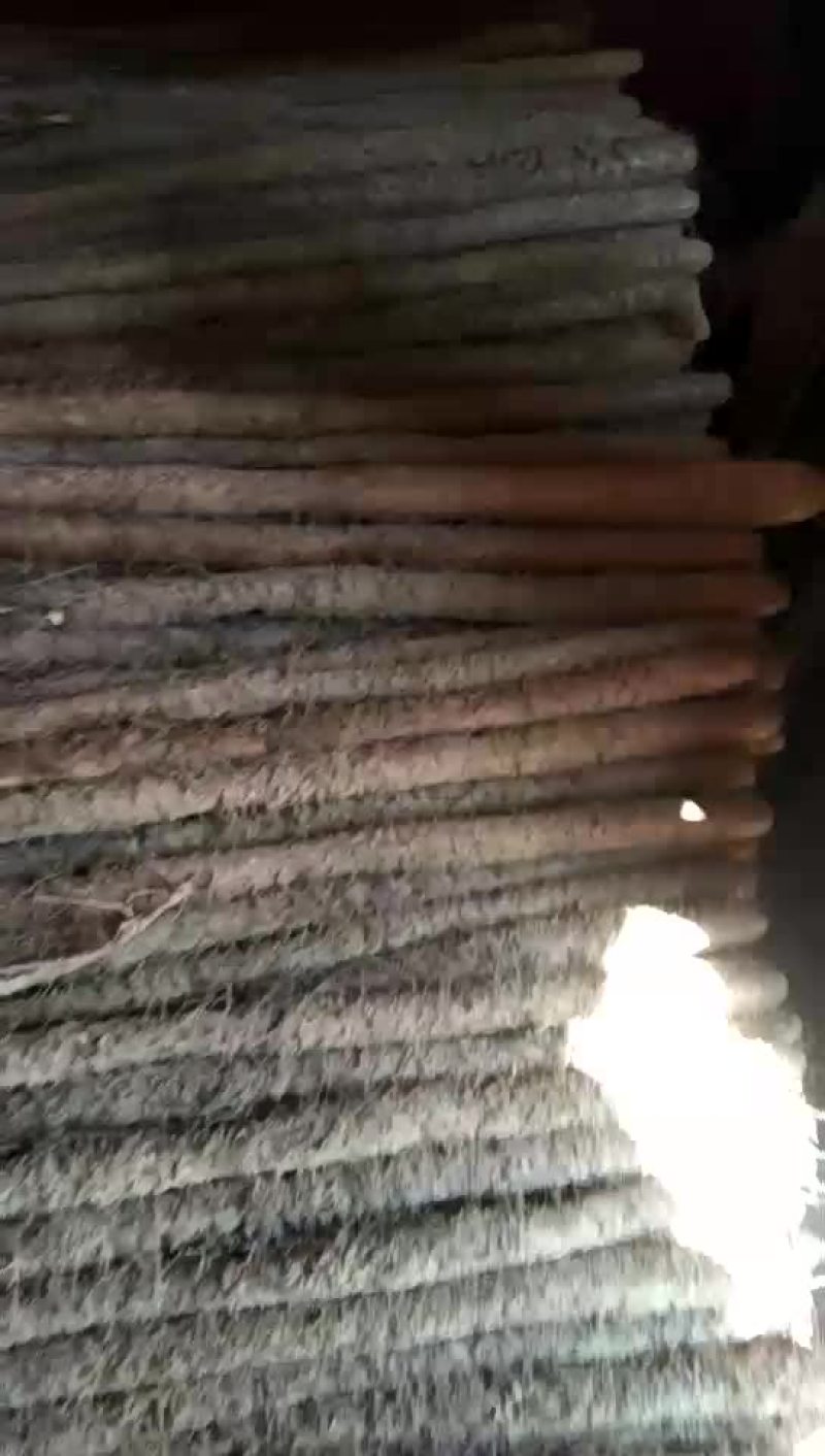 大量供应白玉山药