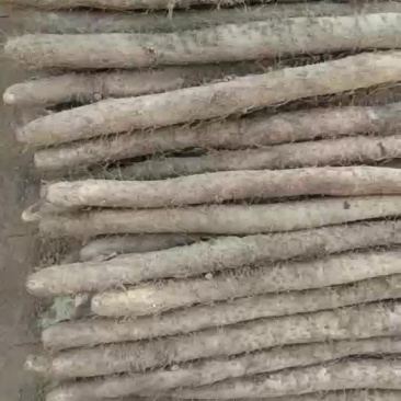 大量供应白玉山药