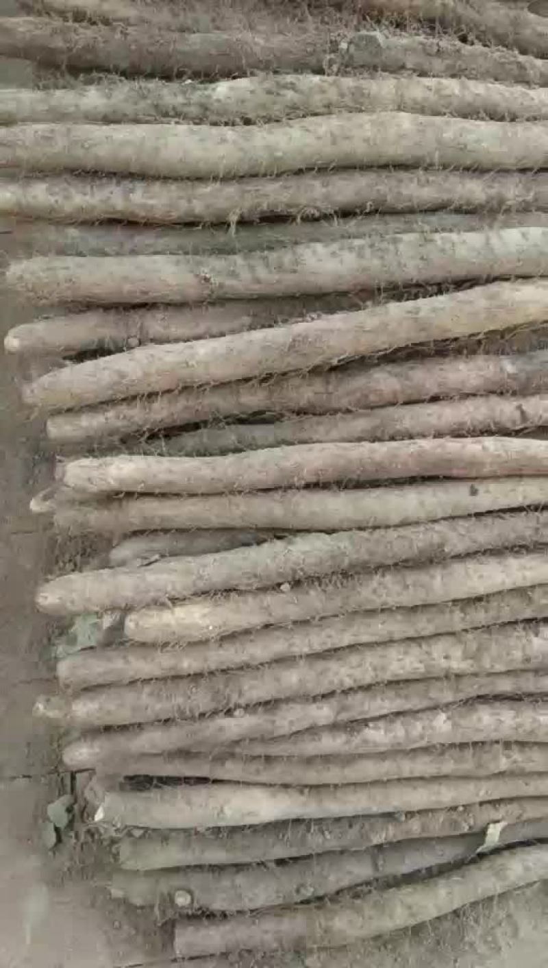 大量供应白玉山药