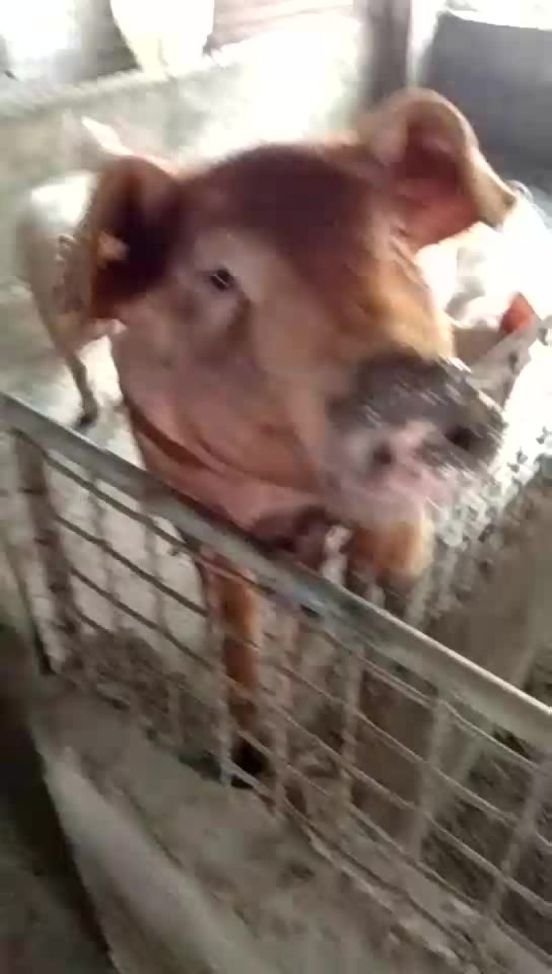 种猪