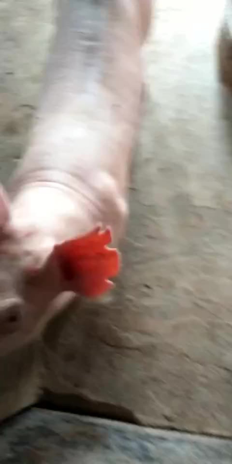 二元母猪大量供应