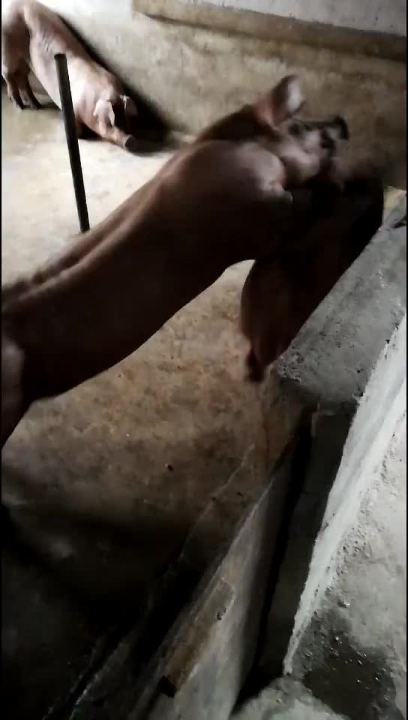 种猪