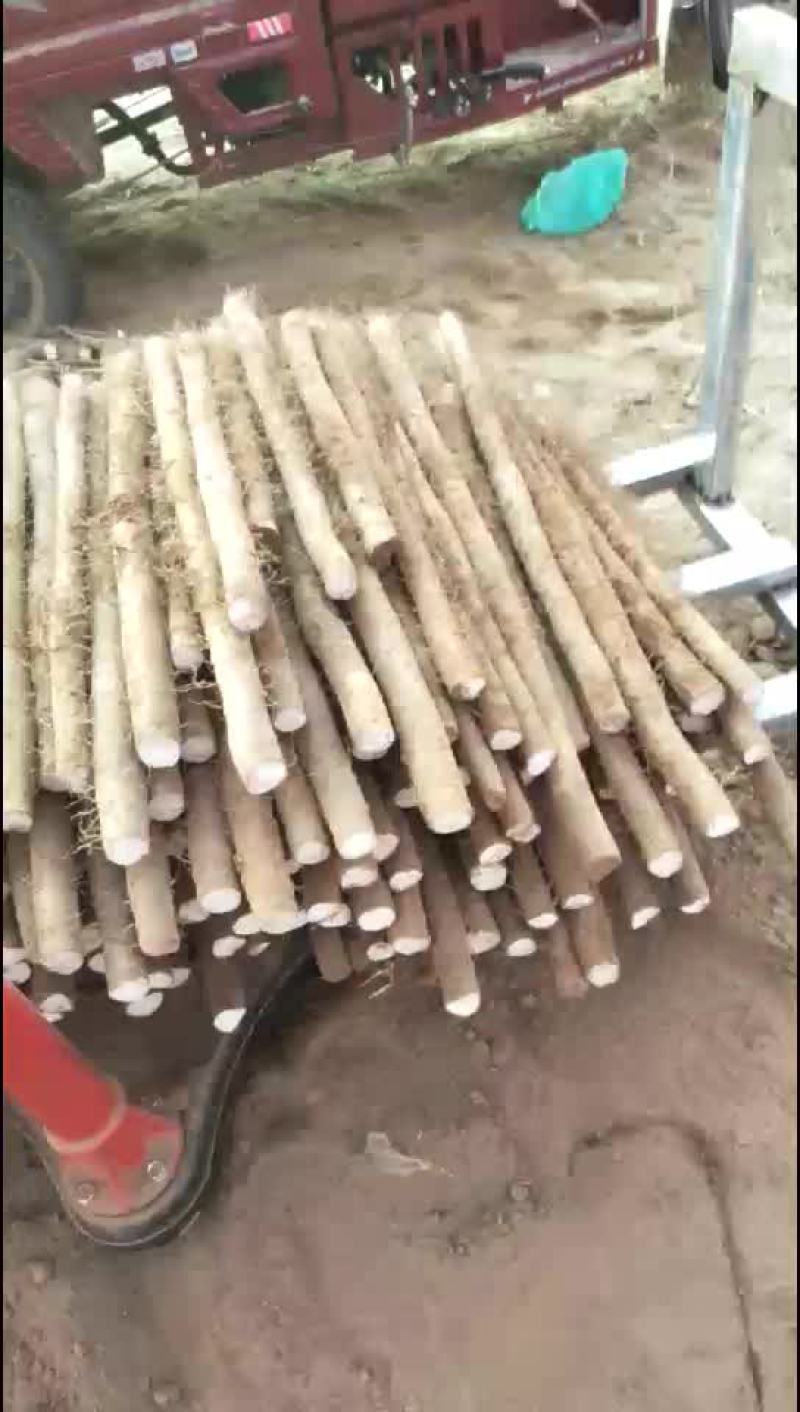 山药，