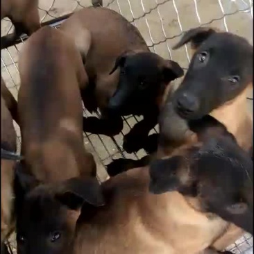 精品马犬