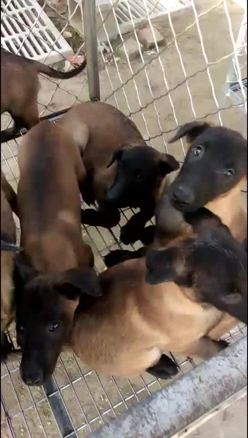 精品马犬