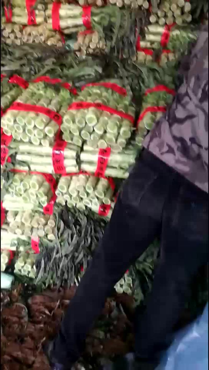 莴苣大量上市！