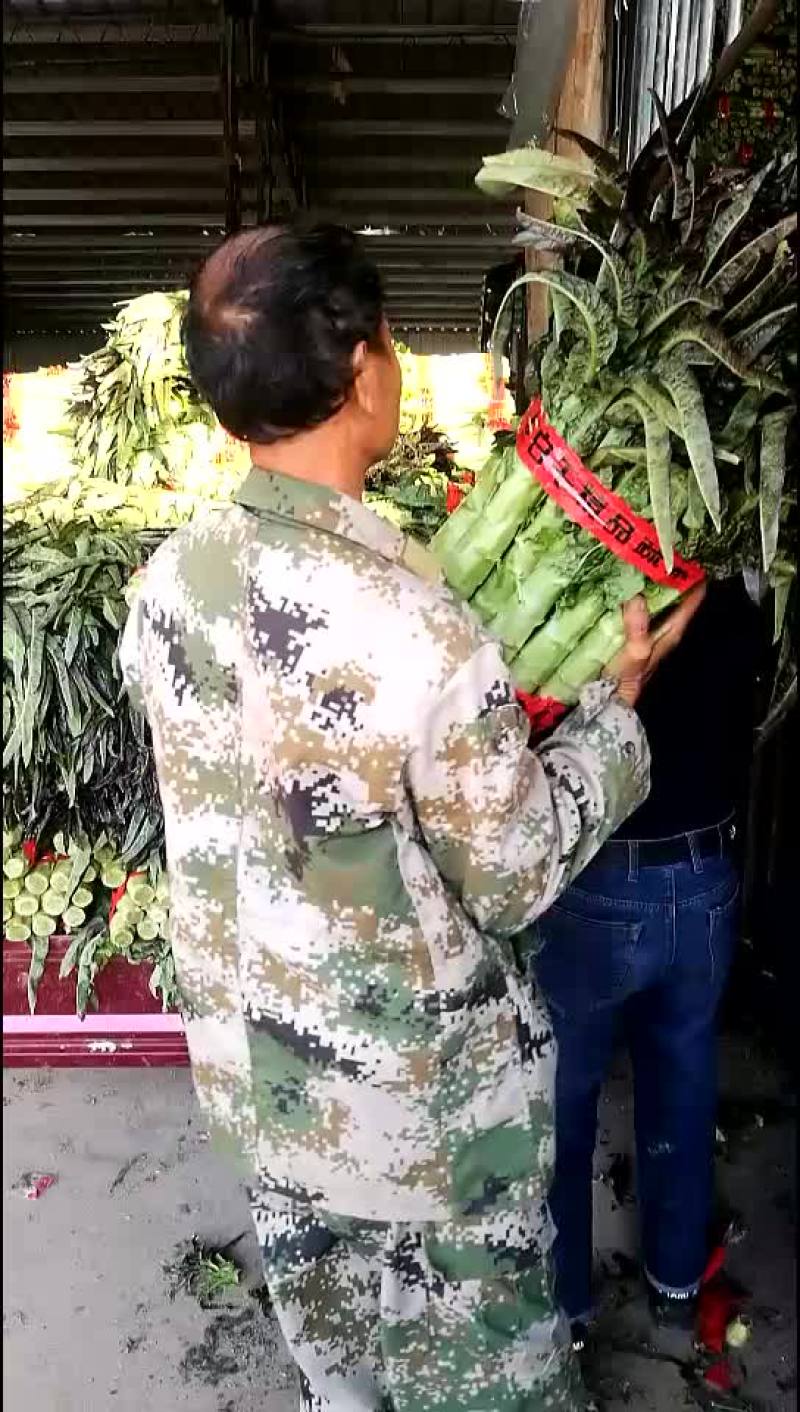 莴苣大量上市！