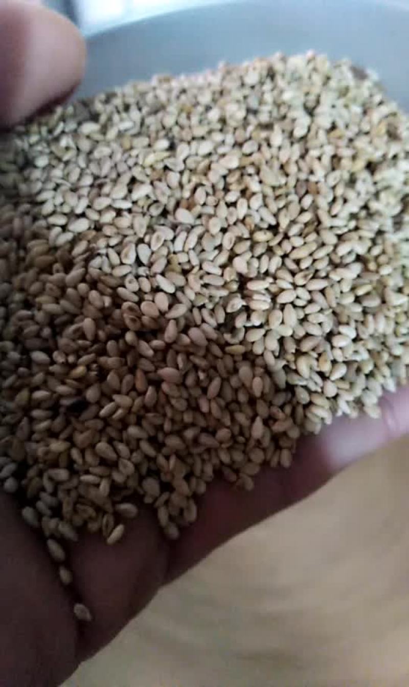国产熟芝麻