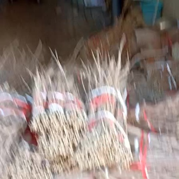 金蝉卵枝