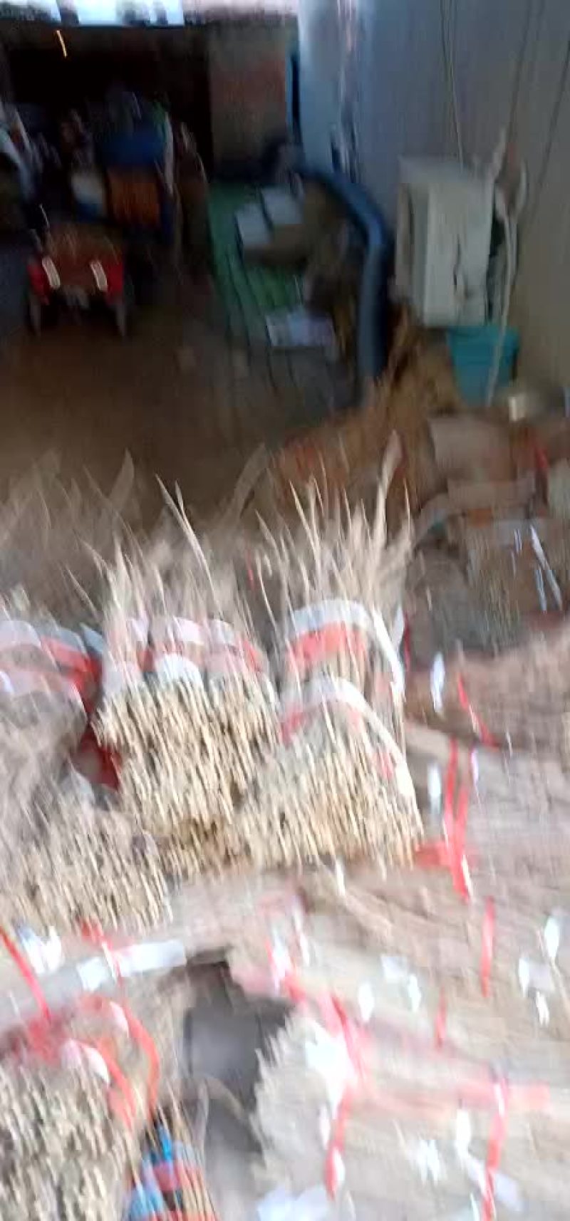 金蝉卵枝