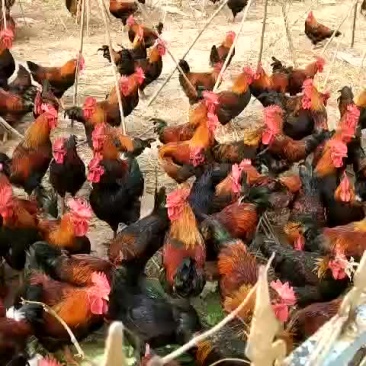 禽畜牧蛋肉