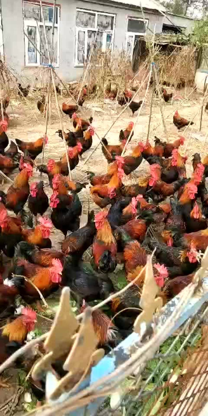 禽畜牧蛋肉