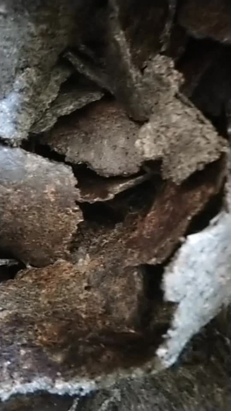 刚压榨的新鲜葵花饼