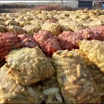 黄金玉米