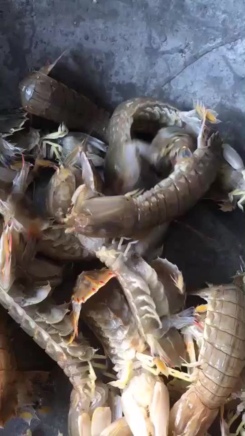 皮皮虾