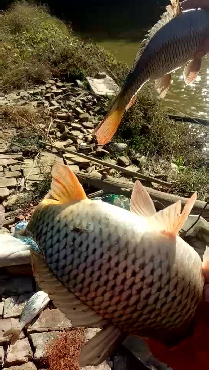 草鱼，鲤鱼，