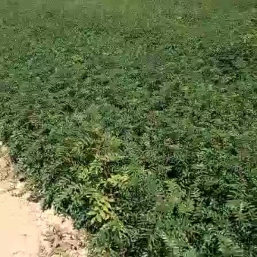 大红袍花椒苗