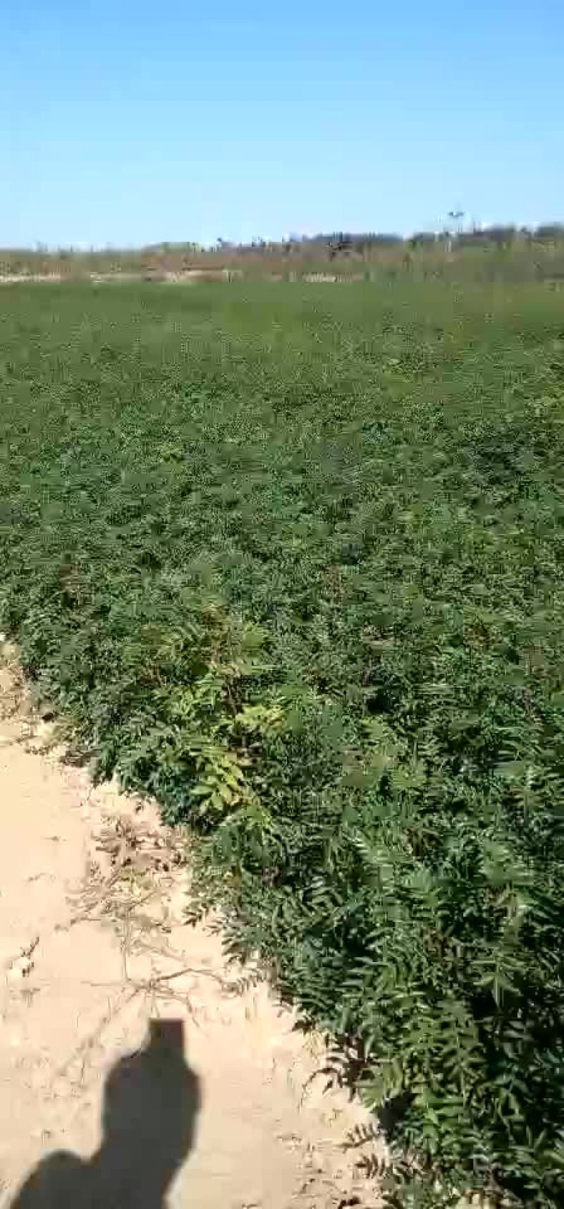 大红袍花椒苗