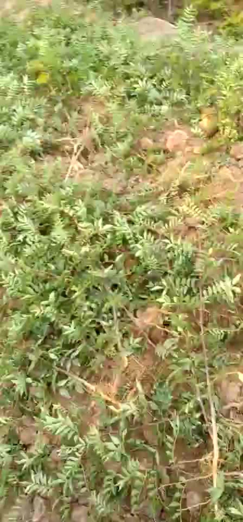 大红袍花椒苗