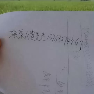 广西崇左市龙州县300亩地出租可种香蕉