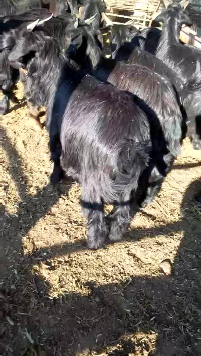 大量出售各种优质肉羊