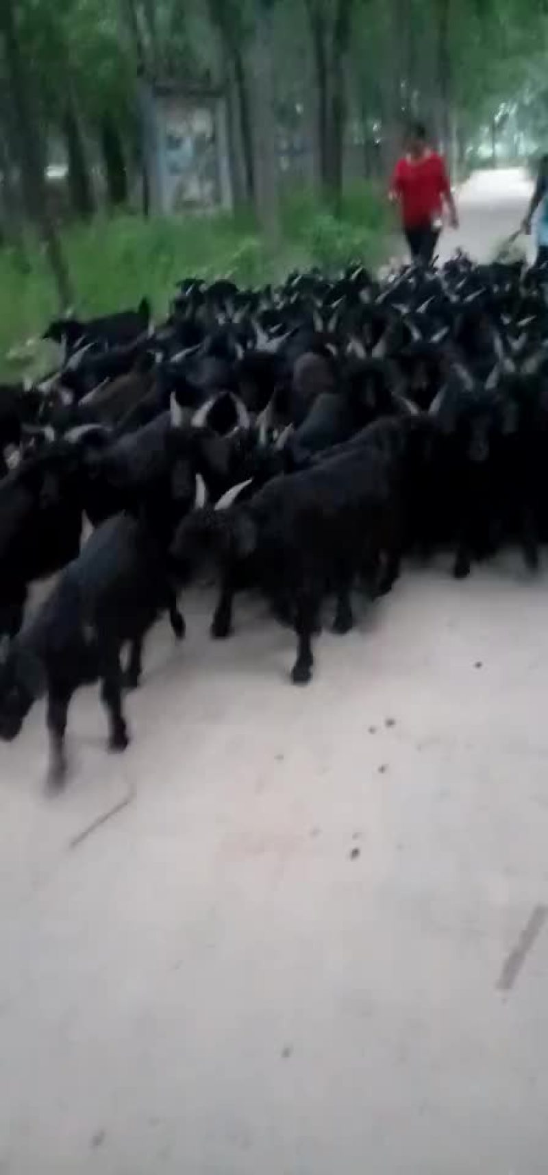 大量出售各种优质肉羊