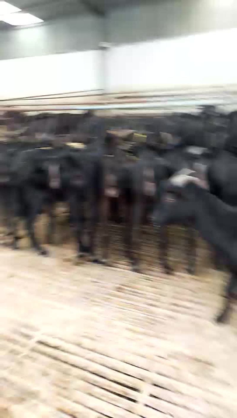 大量出售各种优质肉羊