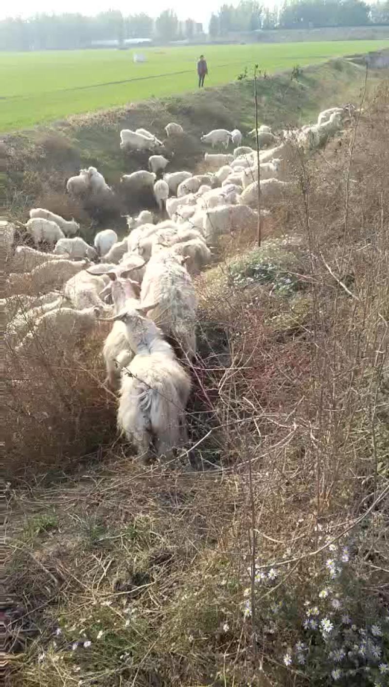 大量出售各种优质肉羊