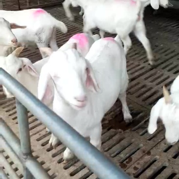 大量出售各种优质肉羊