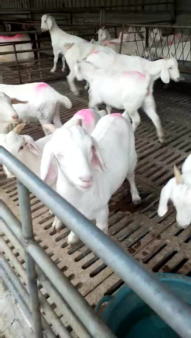 大量出售各种优质肉羊