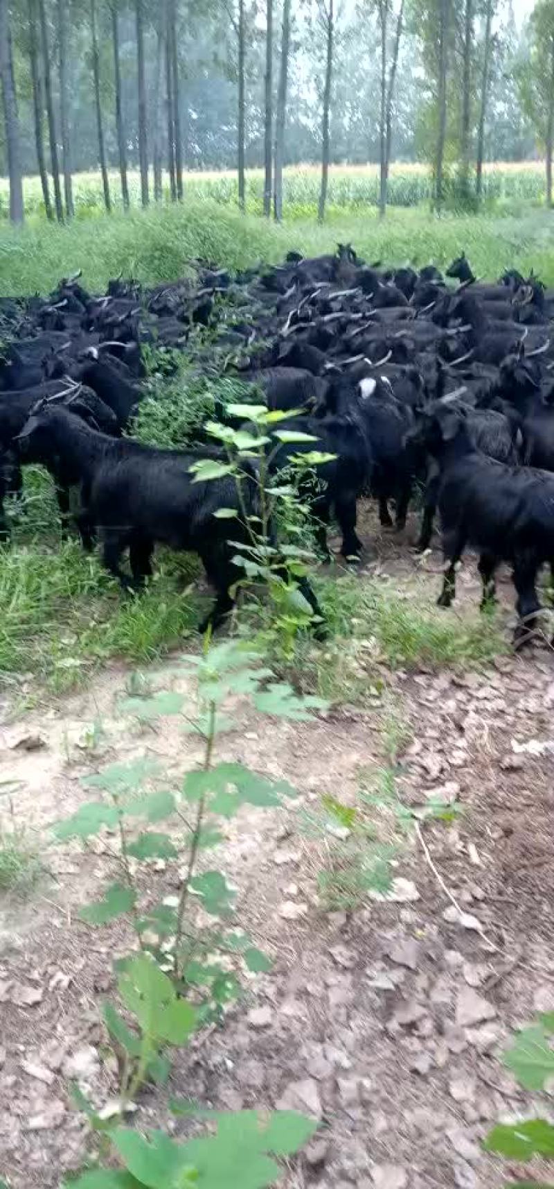 大量出售各种优质肉羊