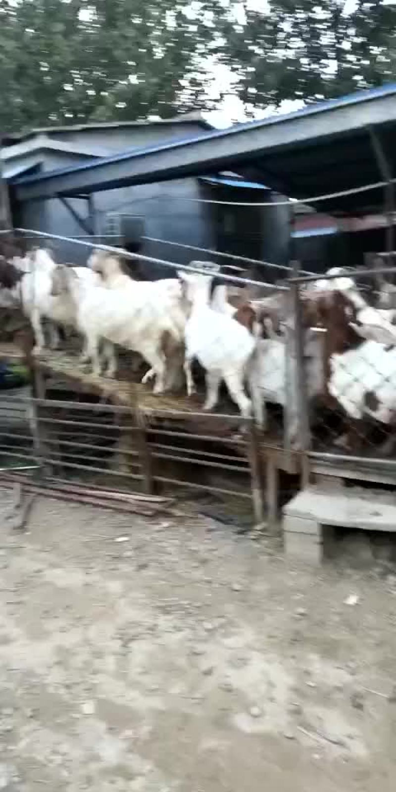 大量出售各种优质肉羊