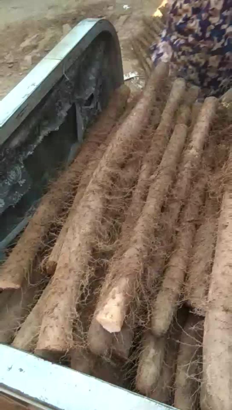 白玉山药大量走货中