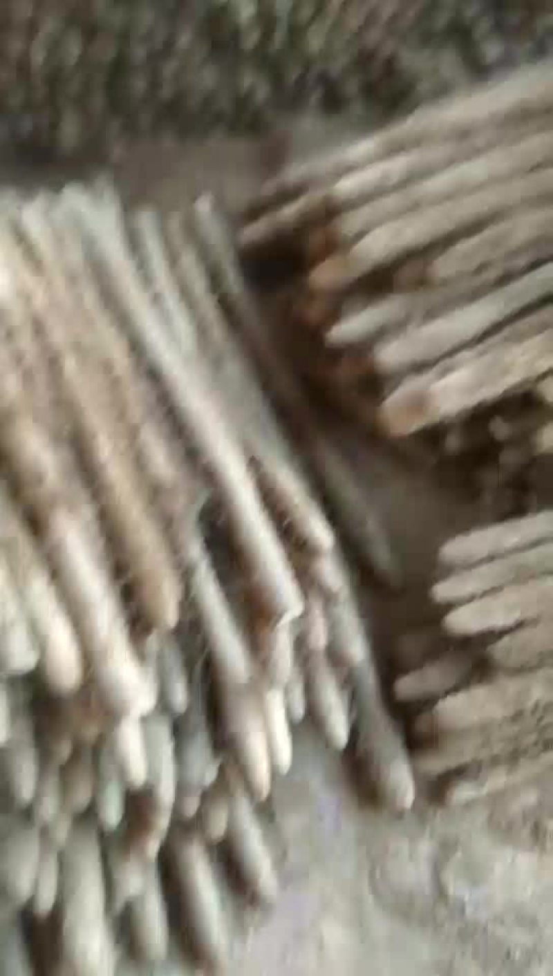 白玉山药大量走货中