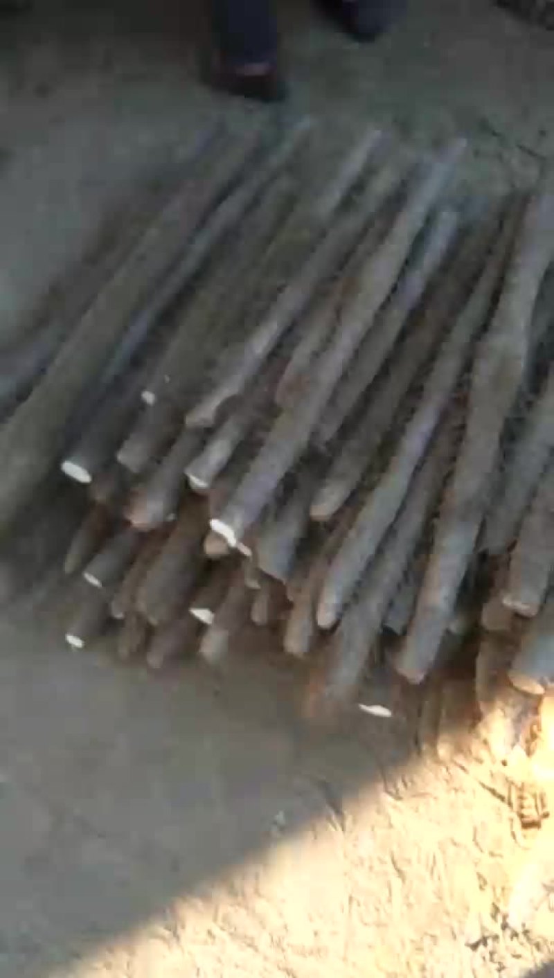 白玉山药大量走货中