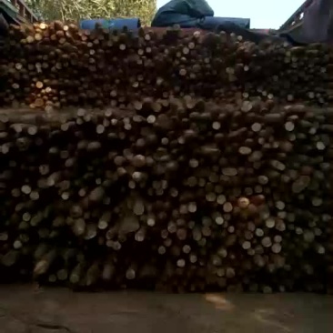 白玉山药大量走货中