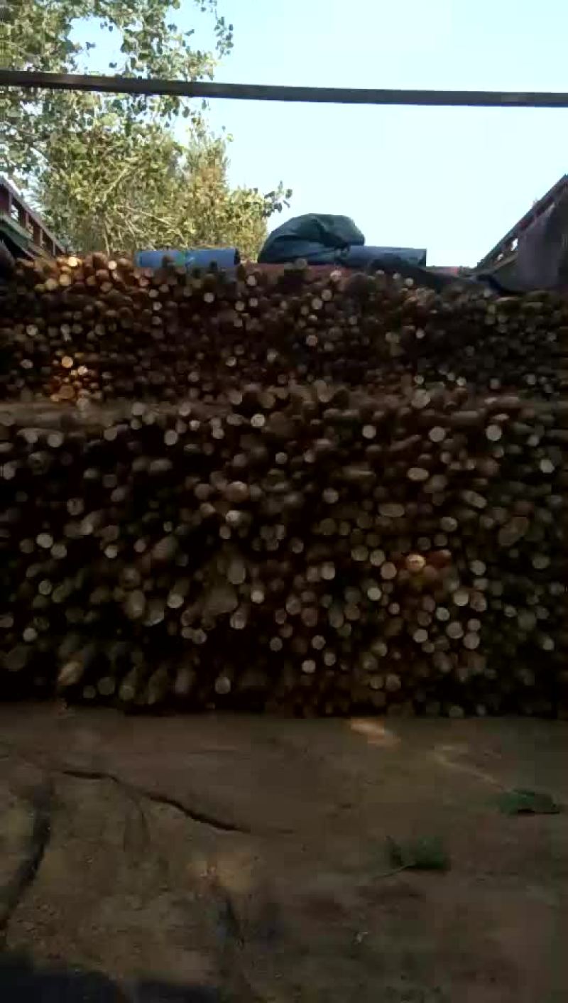 白玉山药大量走货中