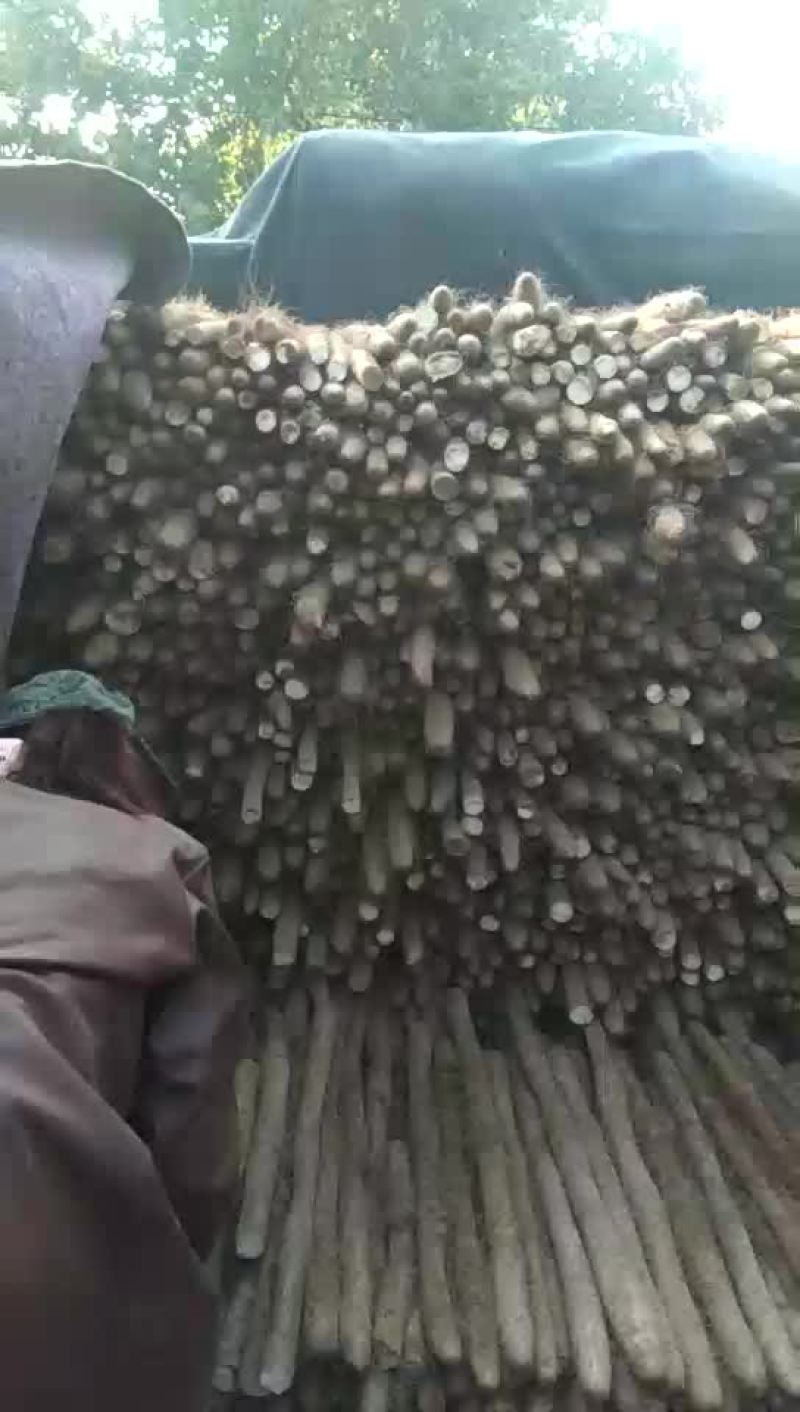 白玉山药大量走货中