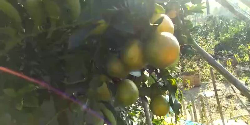 正宗红光橙