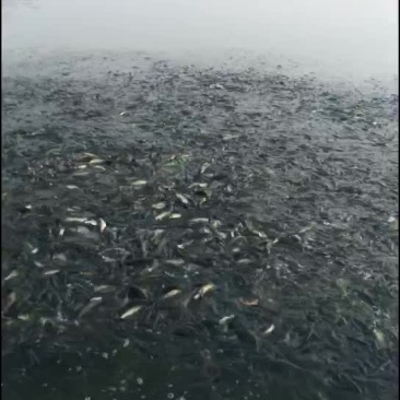 草鱼苗