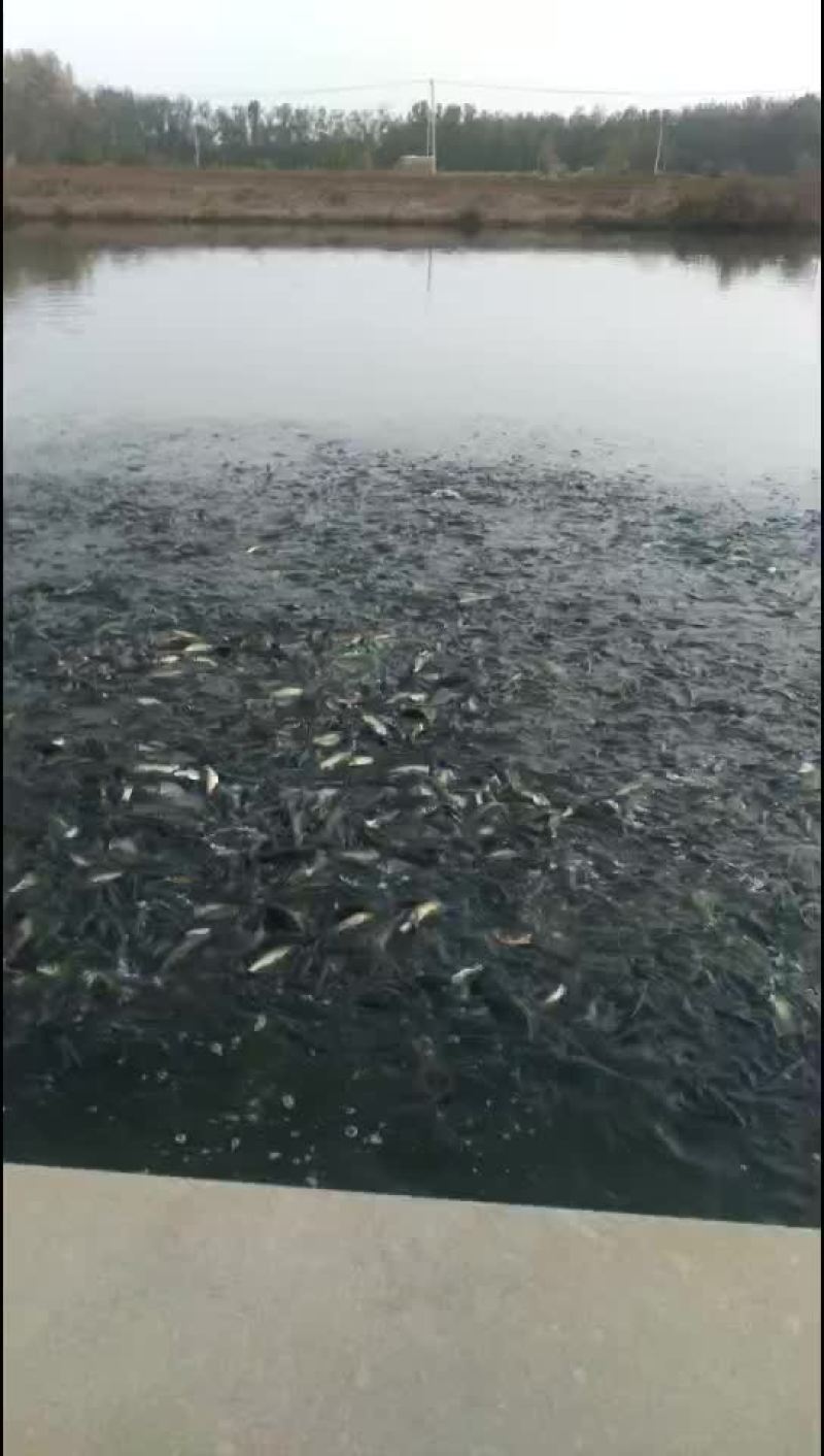 草鱼苗