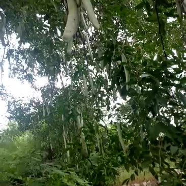 大皂角树