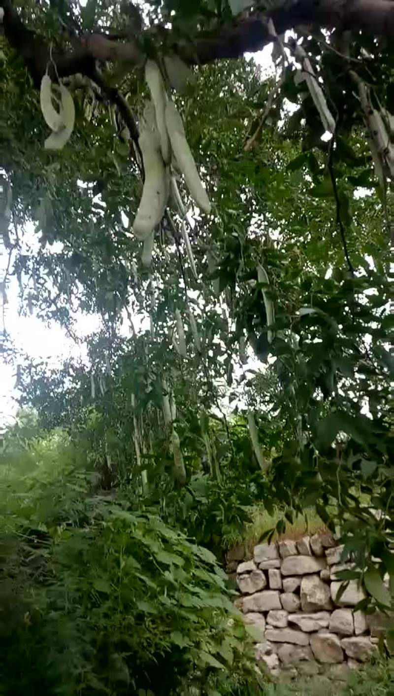 大皂角树