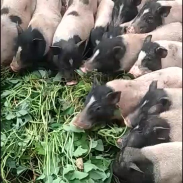 活畜