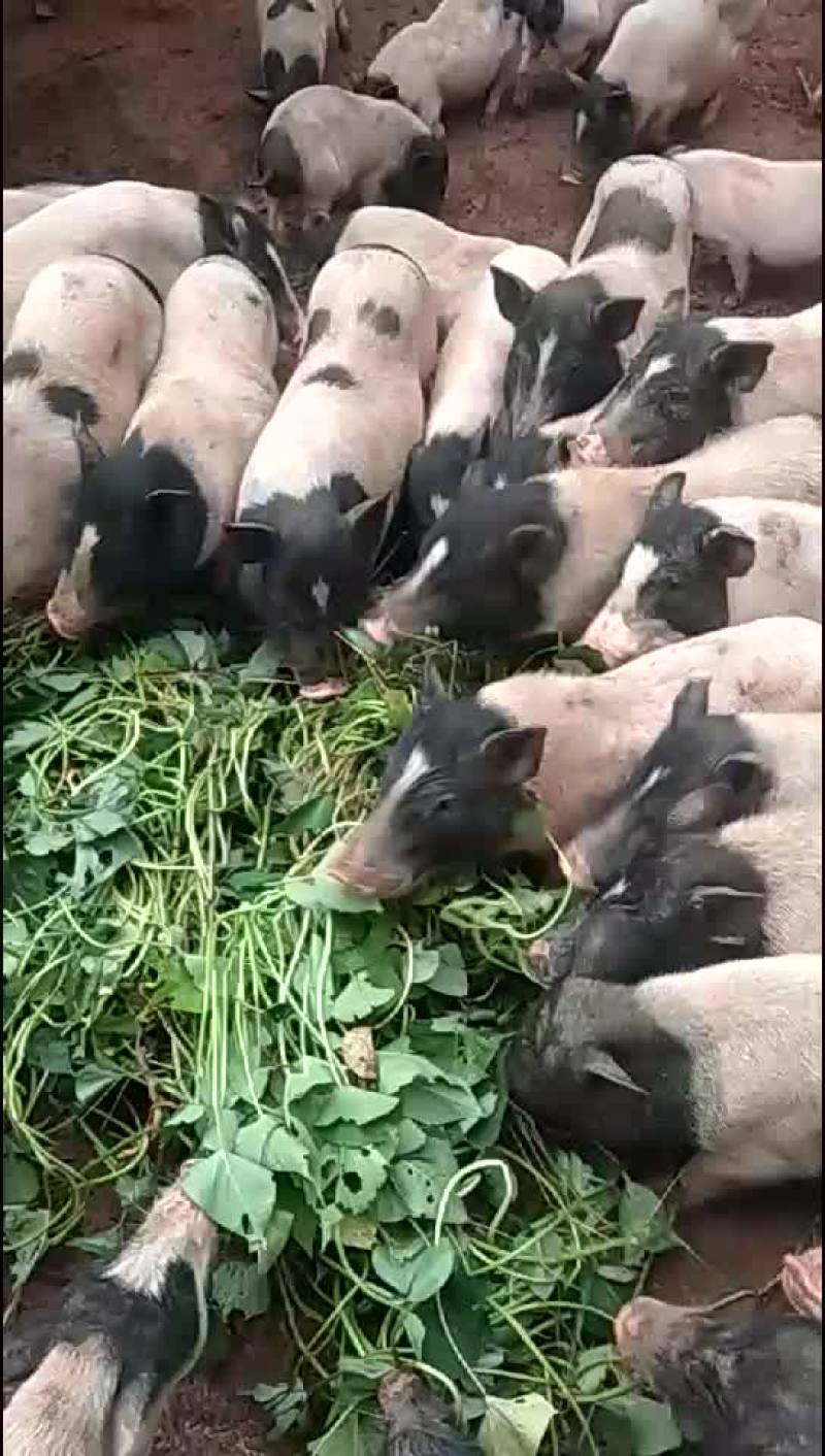 活畜