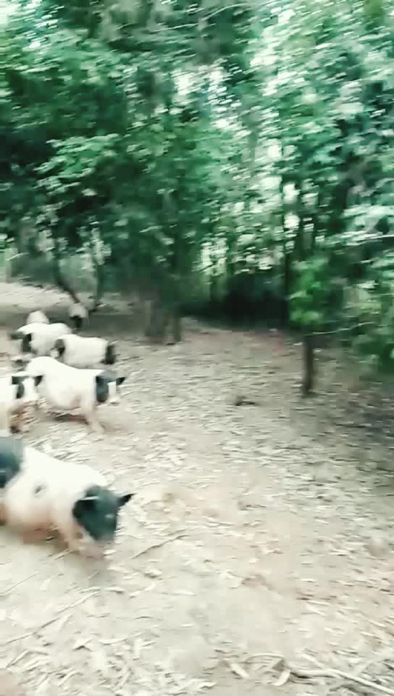 禽畜牧蛋肉