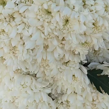 白菊