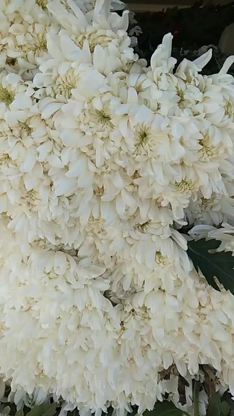 白菊