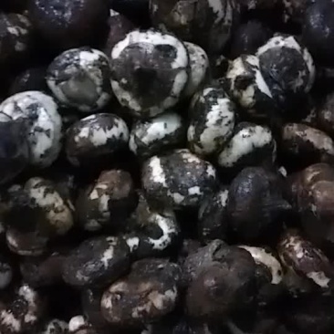荸荠，又名马蹄已经上市了，