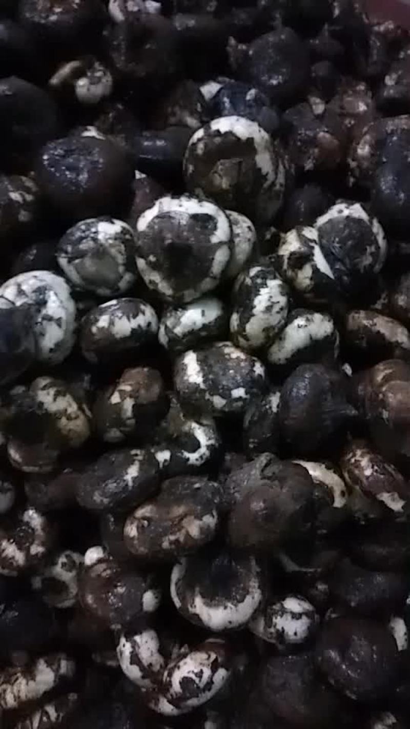 荸荠，又名马蹄已经上市了，